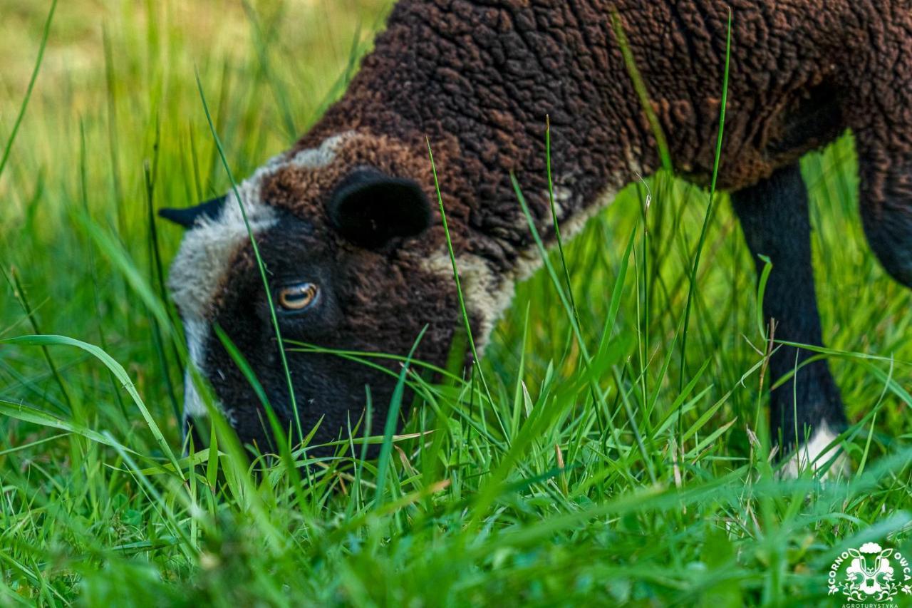 Agroturystyka Corno Owca Zabnica Bagian luar foto